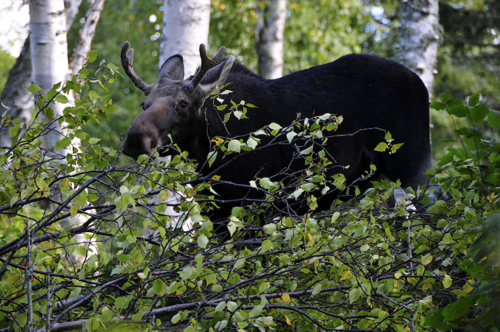 A draft EIS is being prepared for a Wilderness Management Plan at Isle Royale National Park/NPS file A draft EIS is being prepared for a Wilderness Management Plan at Isle Royale National Park/NPS file