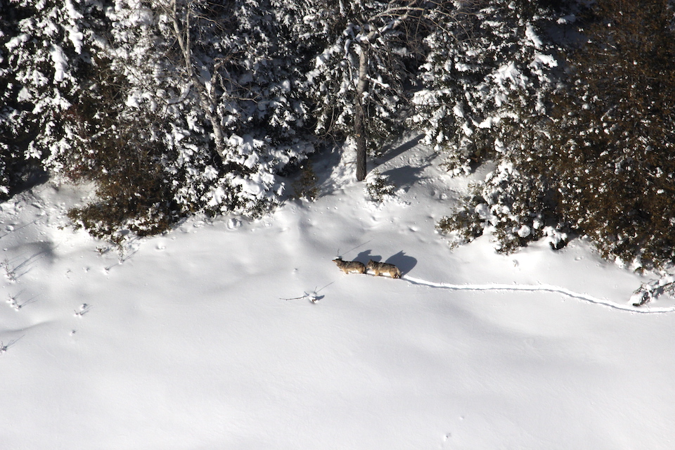 Gray wolves, like this pair on Isle Royale, are listed as endangered in the United States/Michigan Tech