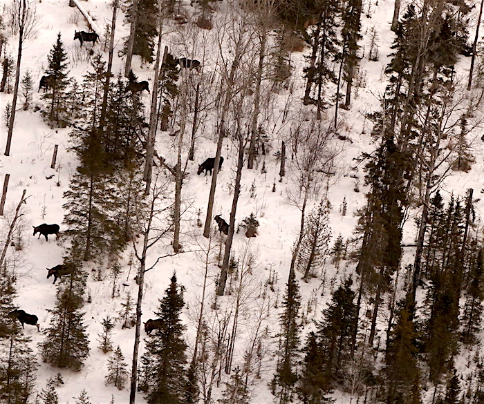 Without wolf predation, Isle Royale's moose population has risen to nearly 1,500, or nearly 3 per square kilometer/Michigan Tech University, Rolf Peterson