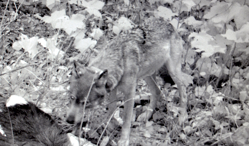 A remote camera captured one of the new wolves at Isle Royale National Park/NPS