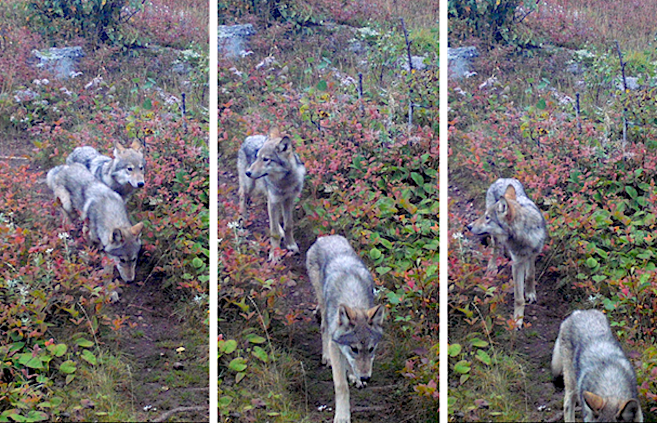 Images taken in late September 2019, from a remote camera show two pups likely born to wolf 014F in spring 2019, Isle Royale National Park/NPS, SUNY-ESF 
