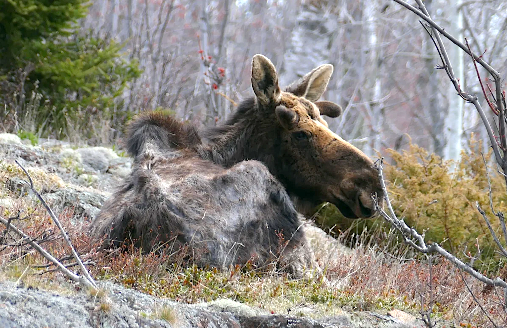 In this image from April 2021, an emaciated and nutritionally stressed bull moose — who is also severely impacted by winter ticks — beds down on the island/Sarah Hoy, Michigan Tech In this image from April 2021, an emaciated and nutritionally stressed bull moose — who is also severely impacted by winter ticks — beds down on the island/Sarah Hoy, Michigan Tech