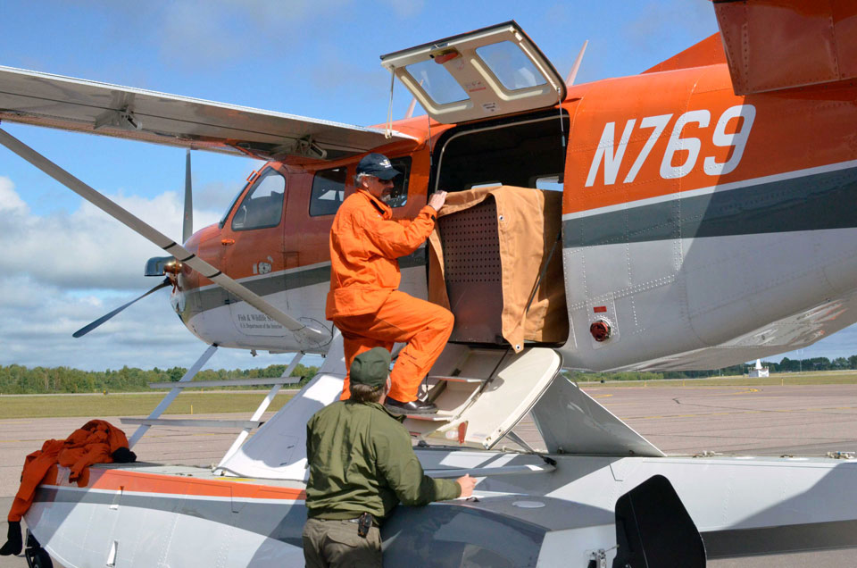 Another wolf has been transported to Isle Royale National Park to help balance the prey-predator ratio/NPS