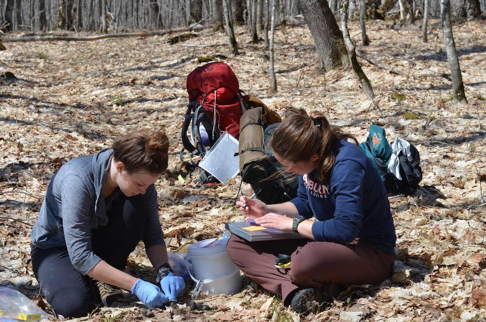 Wolf project technicians Megan Petersohn (left) and Cara Ratterman (right) sample wolf scat detected at wolf GPS cluster site, spring 2019, on Isle Royale/Courtesy of Tyler Petroelje, SUNY-ESF  