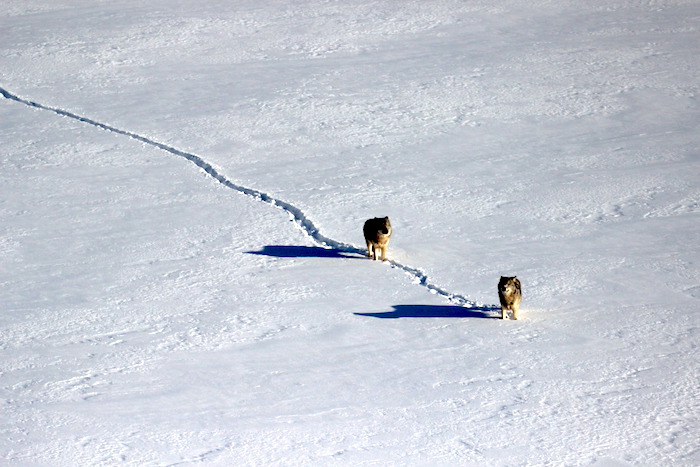 Two wolves at Isle Royale National Park/NPS