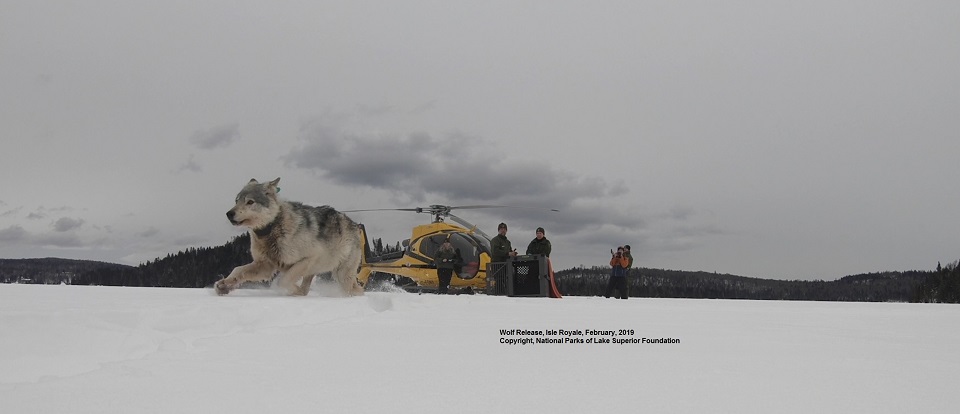 isle royal, national park, wolf, release, wildlife
