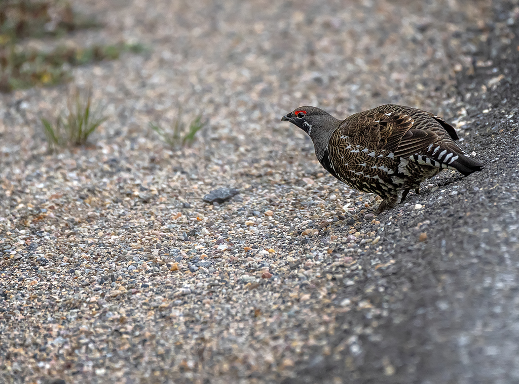Spruce grouse (?) along the roadside, Banff National Park / Rebecca Latson Spruce grouse (?) along the roadside, Banff National Park / Rebecca Latson