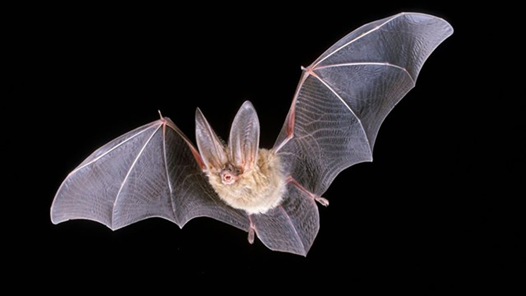 A dead bat (not pictured here) found at Olympic National Park has tested positive for rabies / NPS file