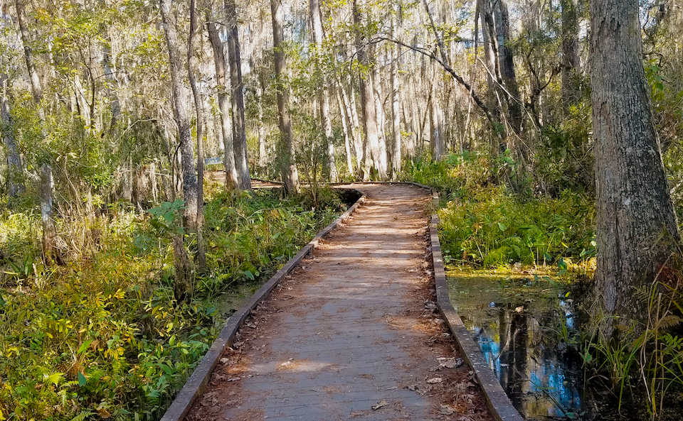A boardwalk leads you through the swamp at Barataria Preserve at Jean Lafitte National Historical Park/Kim O'Connell