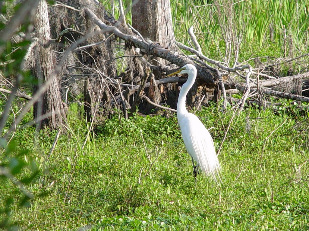 The National Park Service is proposing to make some trail repairs in the Barataria Preserve at Jean Lafitte National Historical Park and Preserve/NPS file