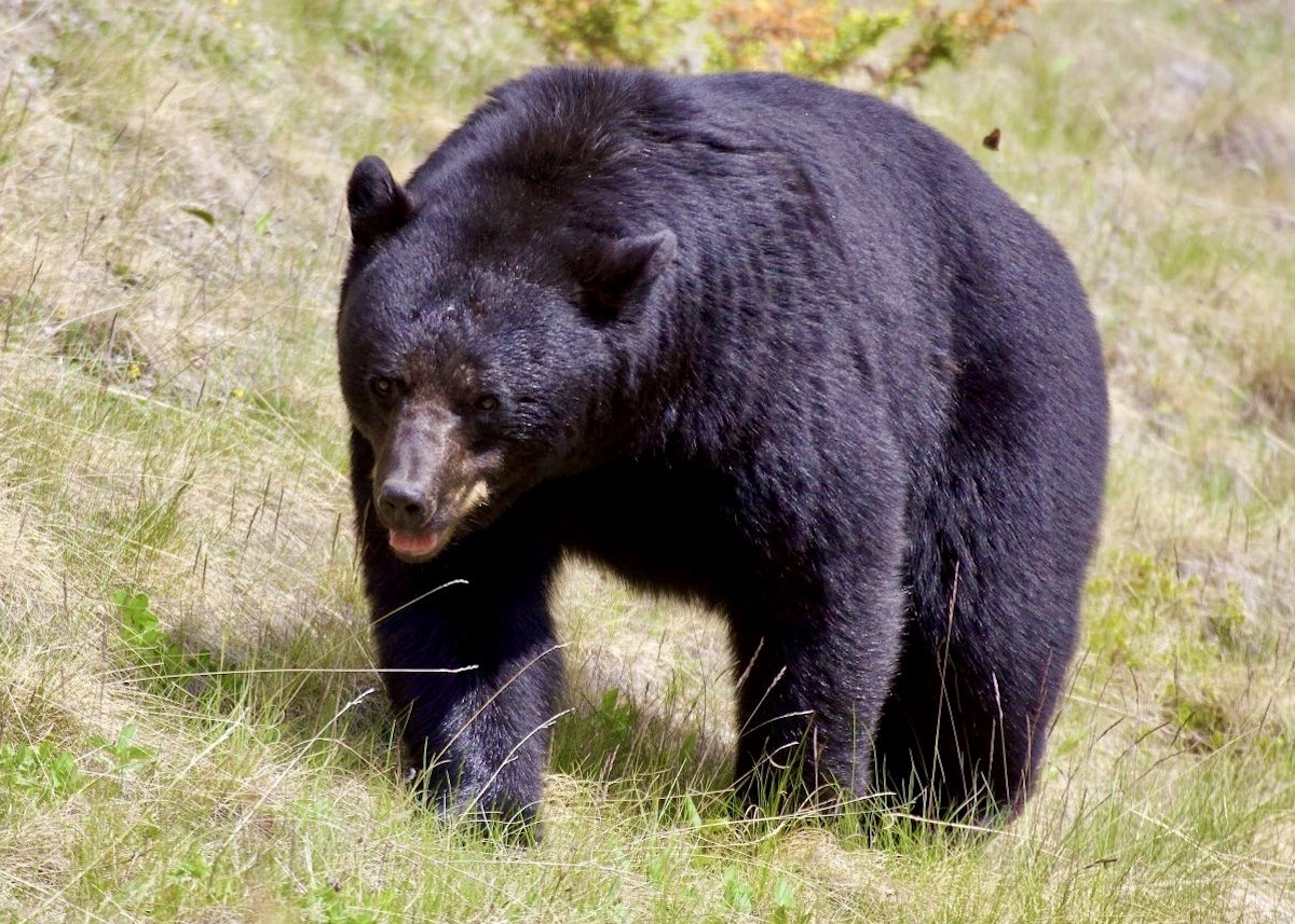 Visitors to Jasper National Park must learn to safely co-exist with black bears and other wildlife. Visitors to Jasper National Park must learn to safely co-exist with black bears and other wildlife.