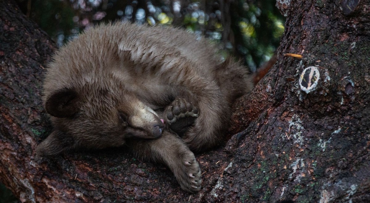 A young black bear naps in a residential tree in the town of Jasper within Jasper National Park. A young black bear naps in a residential tree in the town of Jasper within Jasper National Park.