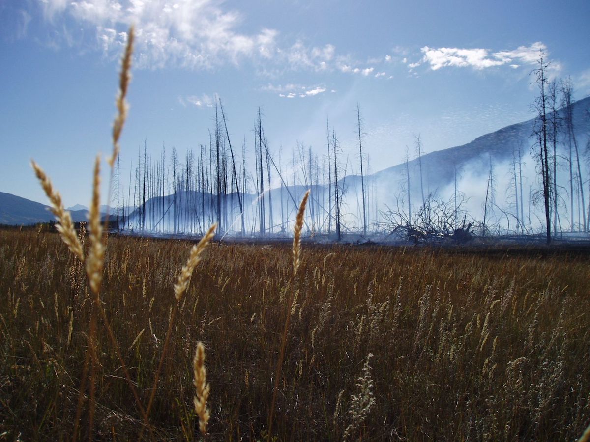 One of the goals of prescribed fires is grassland restoration. One of the goals of prescribed fires is grassland restoration.