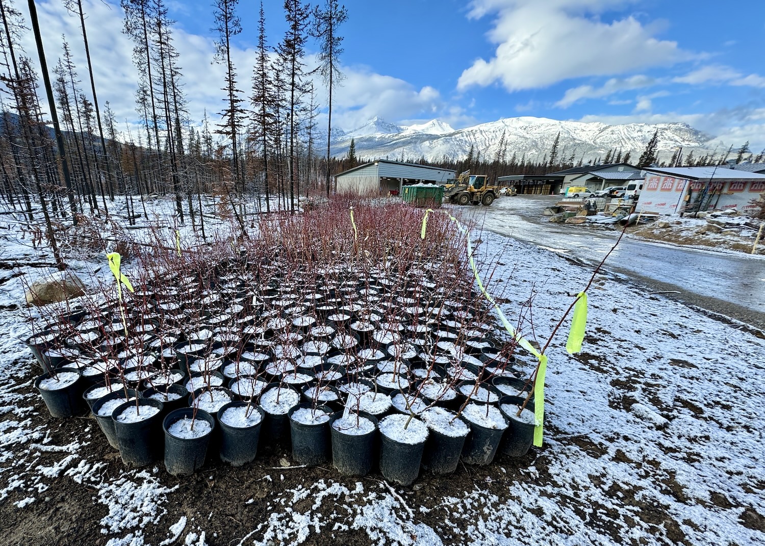 At the Caribou Conservation Breeding Centre, trees, plants and shrubs are ready to be planted in the spring. At the Caribou Conservation Breeding Centre, trees, plants and shrubs are ready to be planted in the spring.