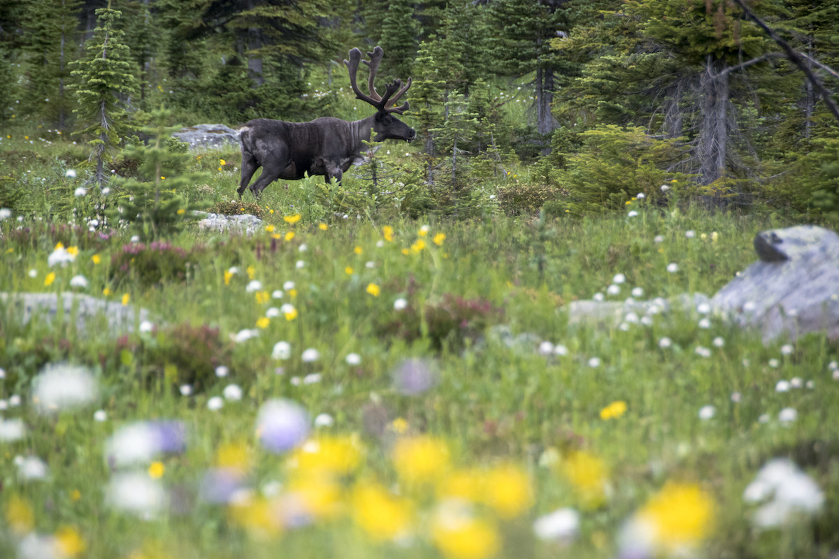 A bull caribou is seen among colourful flowers. A bull caribou is seen among colourful flowers.