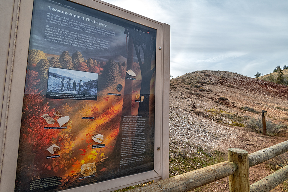 There's fossils in that thar Leaf Hill, John Day Fossil Beds National Monument / Rebecca Latson