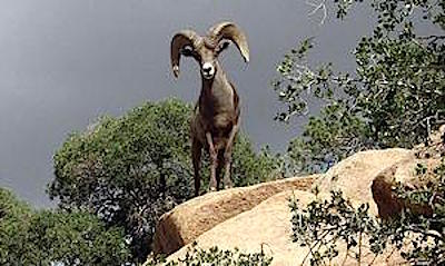 Desert bighorn sheep, Joshua Tree National Park/NPS