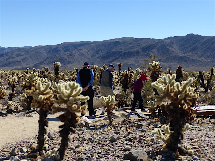 Cholla Cactus Garden in Joshua Tree National Park/David and Kay Scott Cholla Cactus Garden in Joshua Tree National Park/David and Kay Scott