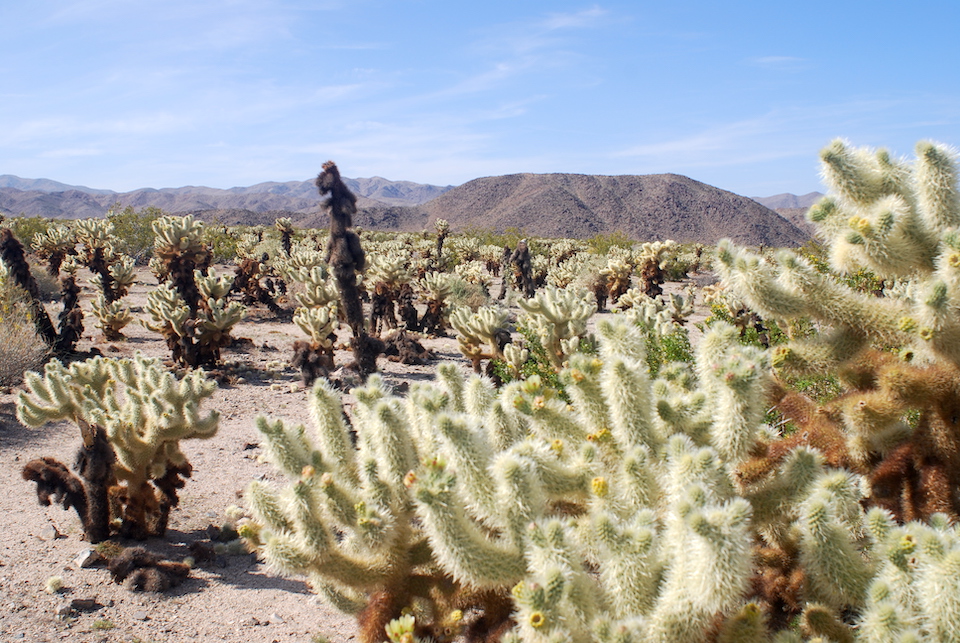 The Cholla Garden at Joshua Tree offers a nice hike through the cacti/Kurt Repanshek The Cholla Garden at Joshua Tree offers a nice hike through the cacti/Kurt Repanshek