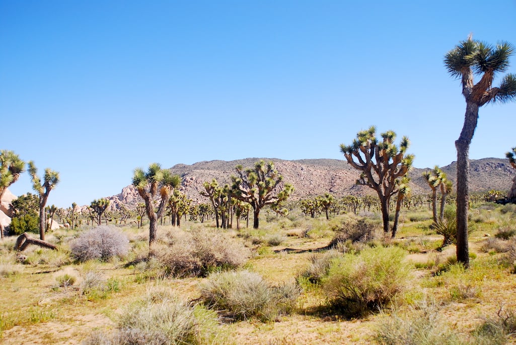 A body has been recovered in a remote area of Joshua Tree National Park in California/Kurt Repanshek file A body has been recovered in a remote area of Joshua Tree National Park in California/Kurt Repanshek file