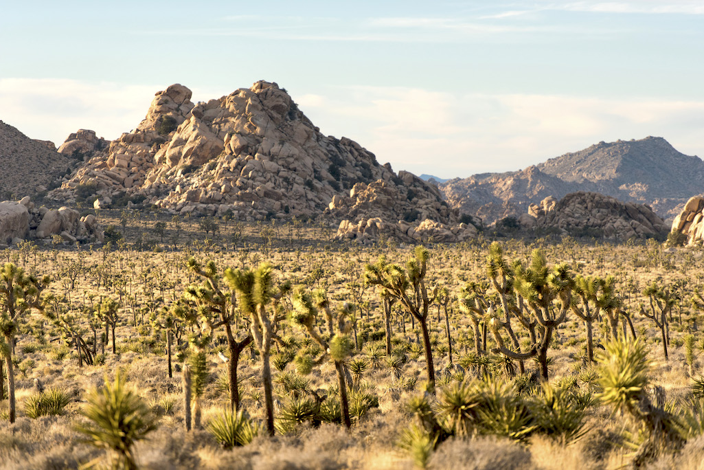 Park-wide fire restrictions have been imposed at Joshua Tree National Park due to heightened fire danger/NPS file