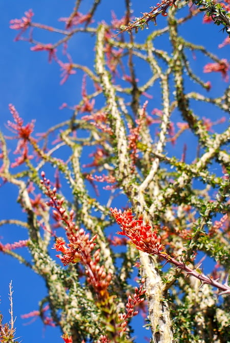 Ocotillo starting to bloom in Joshua Tree/Kurt Repanshek Ocotillo starting to bloom in Joshua Tree/Kurt Repanshek