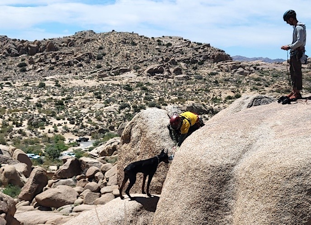 Rangers coaxed a stranded dog with water at Joshua Tree National Park/NPS