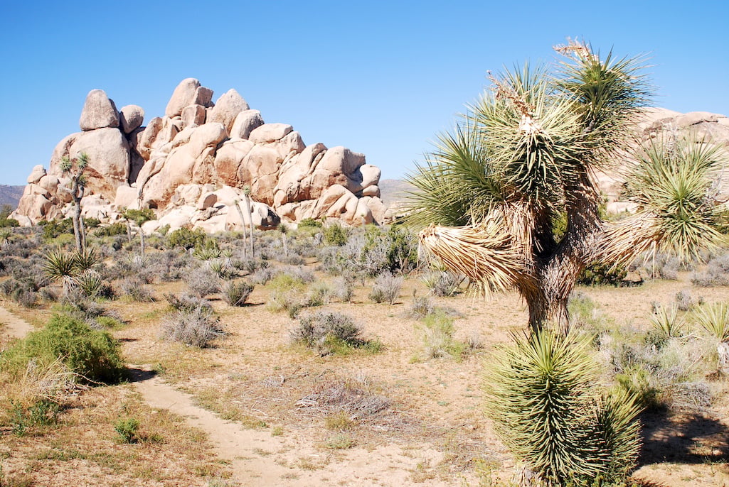 Joshua Tree National Park staff is proposing a backcountry permit system/Kurt Repanshek file