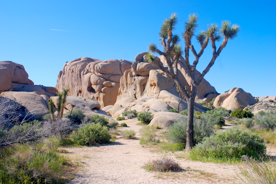 Joshua Tree National Park will close Thursday for cleanup operations/Kurt Repanshek file