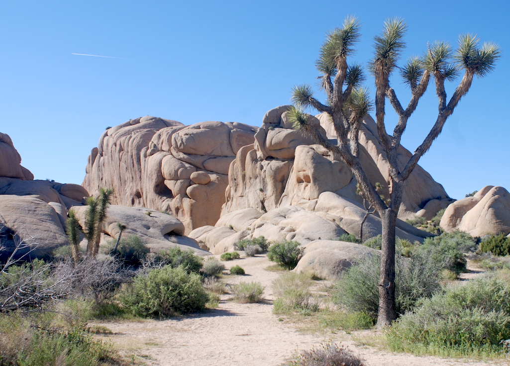 Legislation has been introduced in Congress to expand Joshua Tree National Park/Kurt Repanshek file