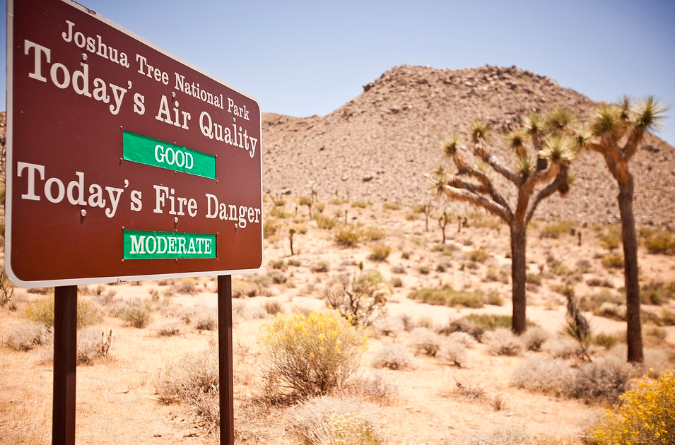 joshua tree, fire, national park, summer