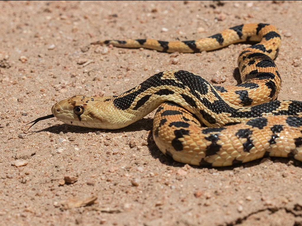 Gophersnake tongue-flicking, Joshua Tree National Park / NPS - Carmen Aurrecoechea