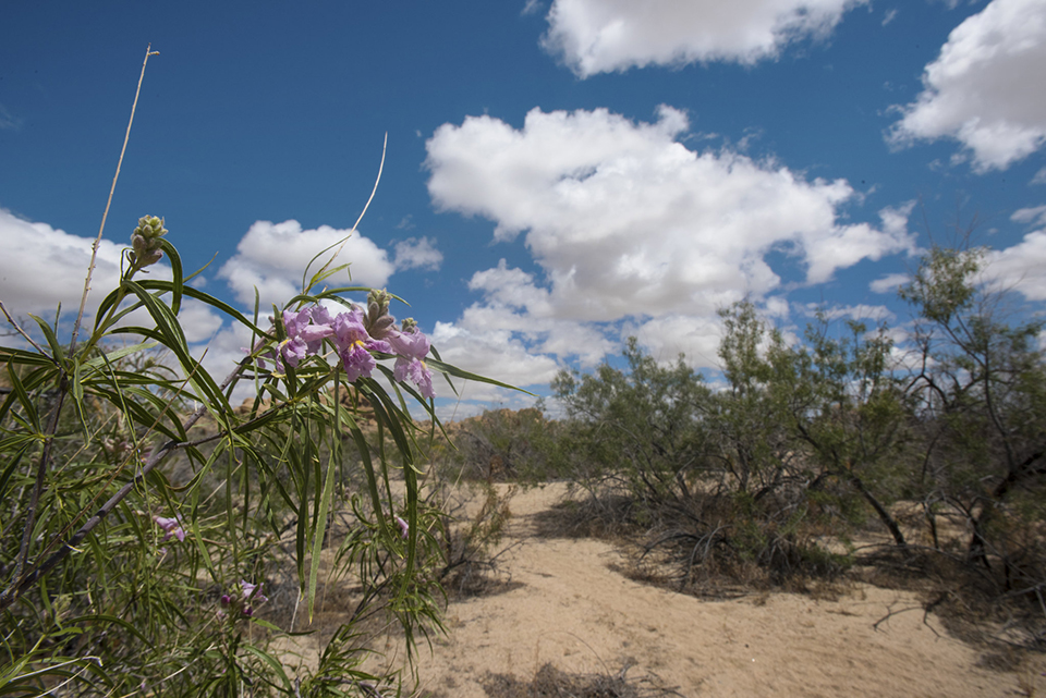 Desert willow along Indian Cove Nature Trail, Joshua Tree National Park / NPS-Hannah Schwalbe Desert willow along Indian Cove Nature Trail, Joshua Tree National Park / NPS-Hannah Schwalbe