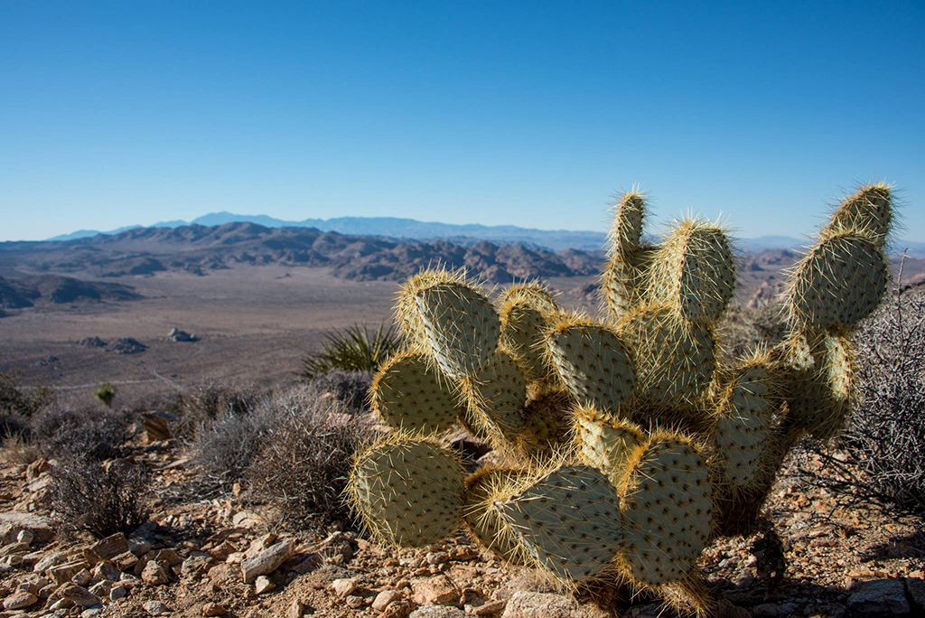 Dollarjoint prickly pear cactus, Joshua Tree National Park / NPS - Lian Law
