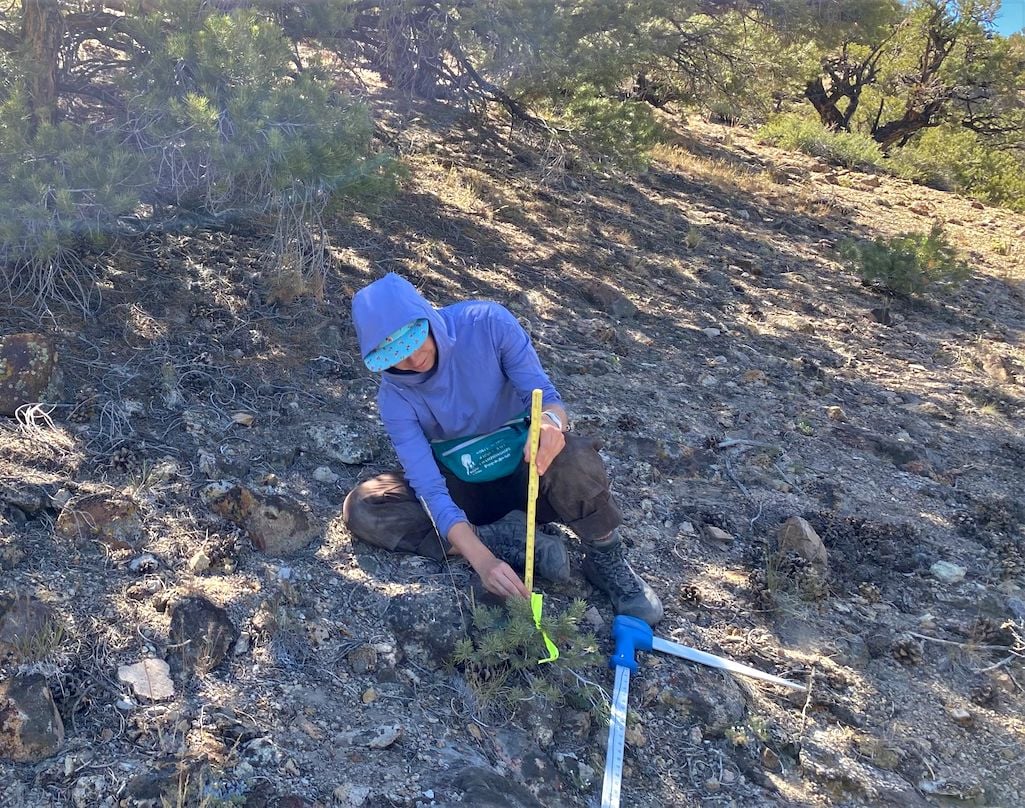 University of Nevada, Reno doctoral student Elise Pletcher measures a single-leaf pinyon sapling as part of ongoing research to track the trends on pinyon-juniper woodlands/Robert Shriver