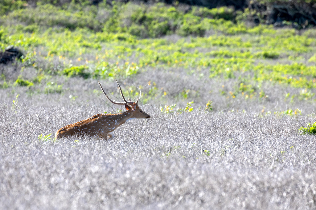 Axis deer, also known as a chital (photo from Kalaupapa National Historical Park, Hawaii) NPS Photo / Glauco Puig-Santana Axis deer, also known as a chital (photo from Kalaupapa National Historical Park, Hawaii) NPS Photo / Glauco Puig-Santana