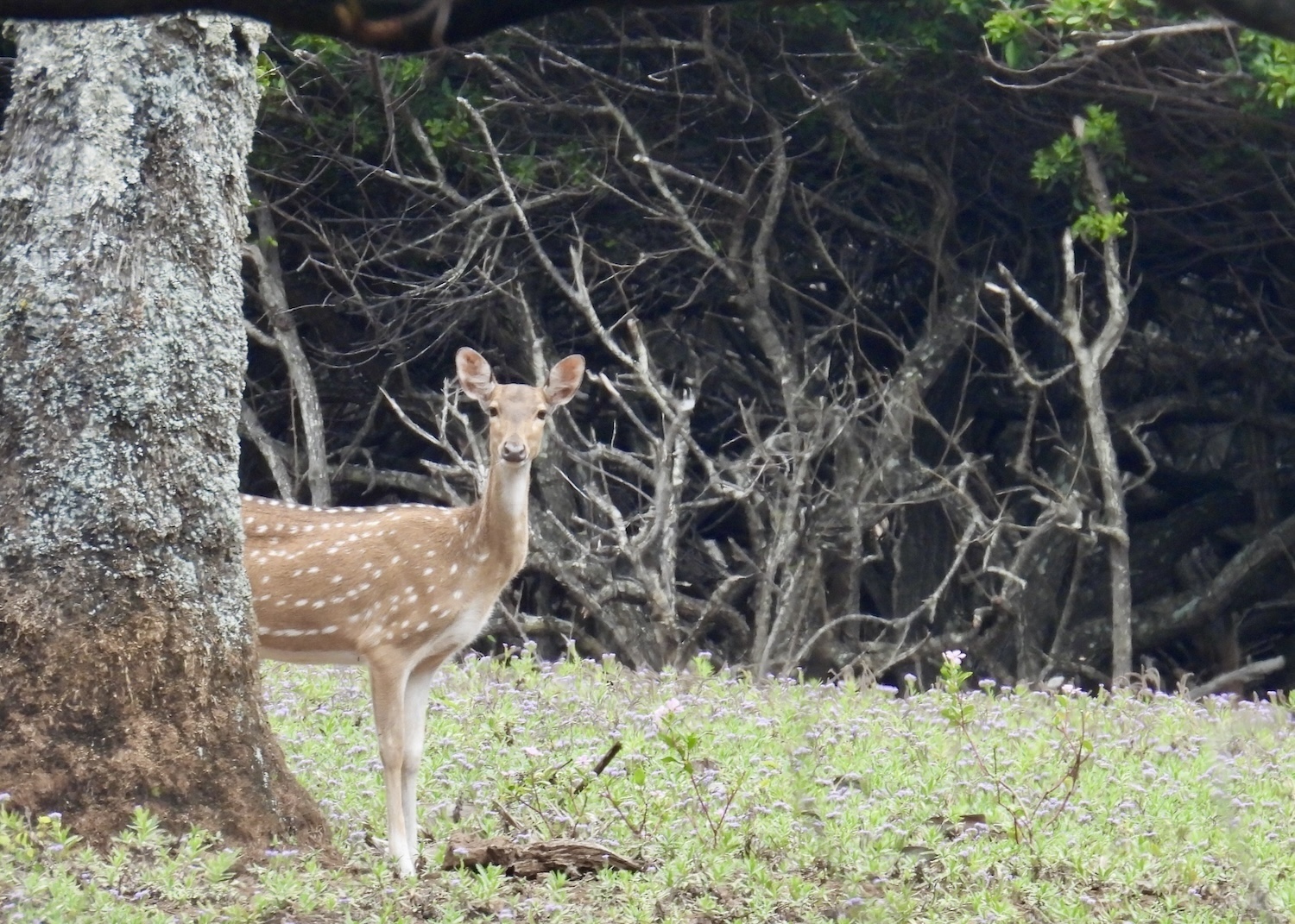I spent a lot of time photographing invasive axis deer and feral pigs while visiting Kalaupapa.