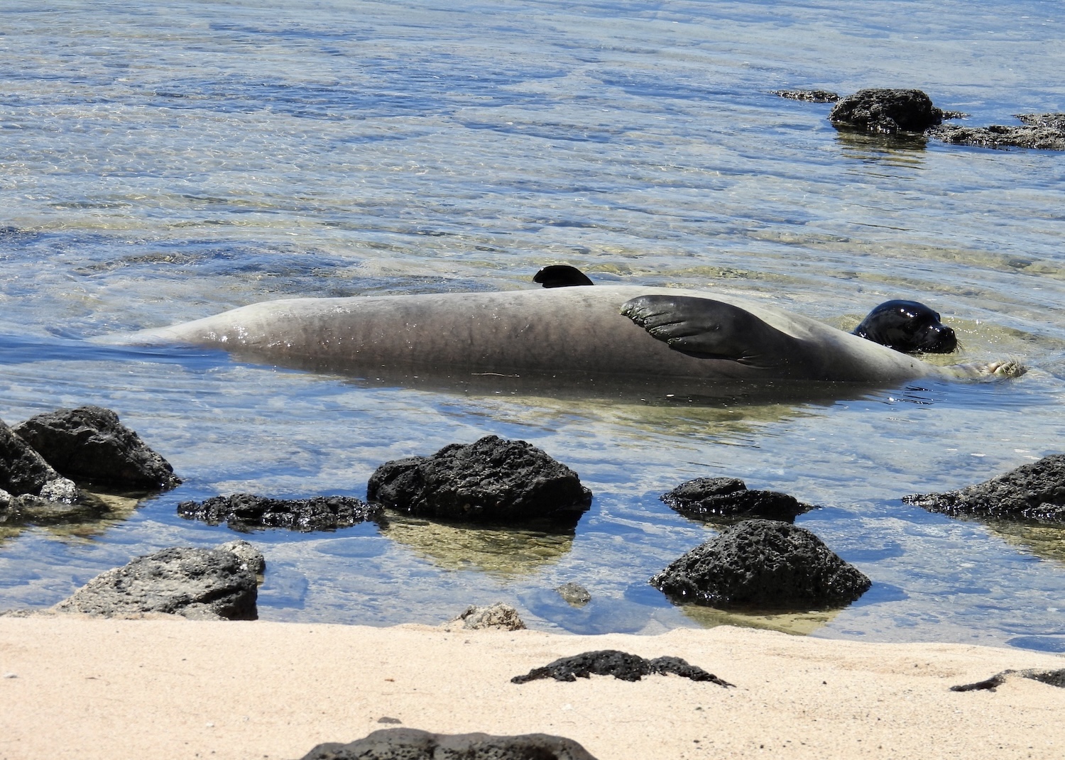 In the waters of Kalaupapa National Historical Park, a Hawaiian monk seal rests with her newborn pup.