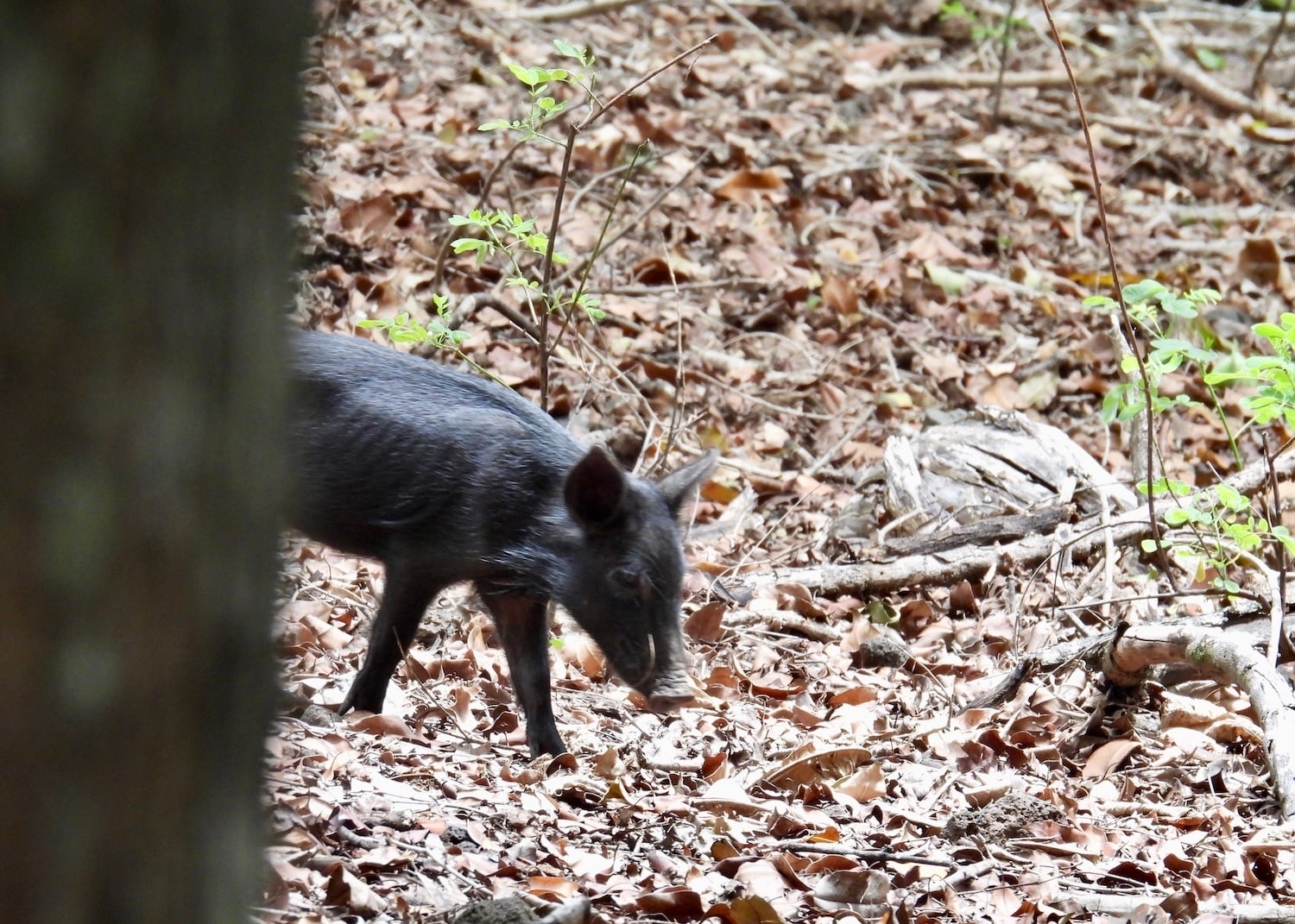 A feral piglet roams Kalaupapa National Historical Park in search of food.