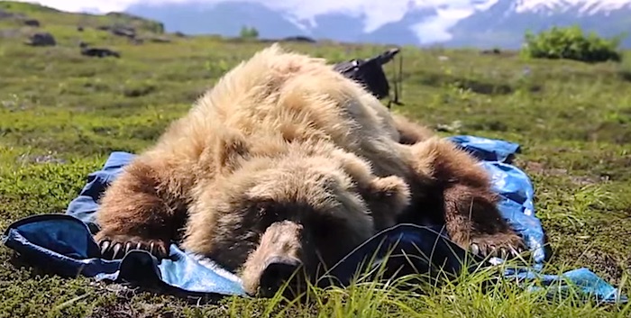 Collaring bears at Katmai National Park/NPS Collaring bears at Katmai National Park/NPS