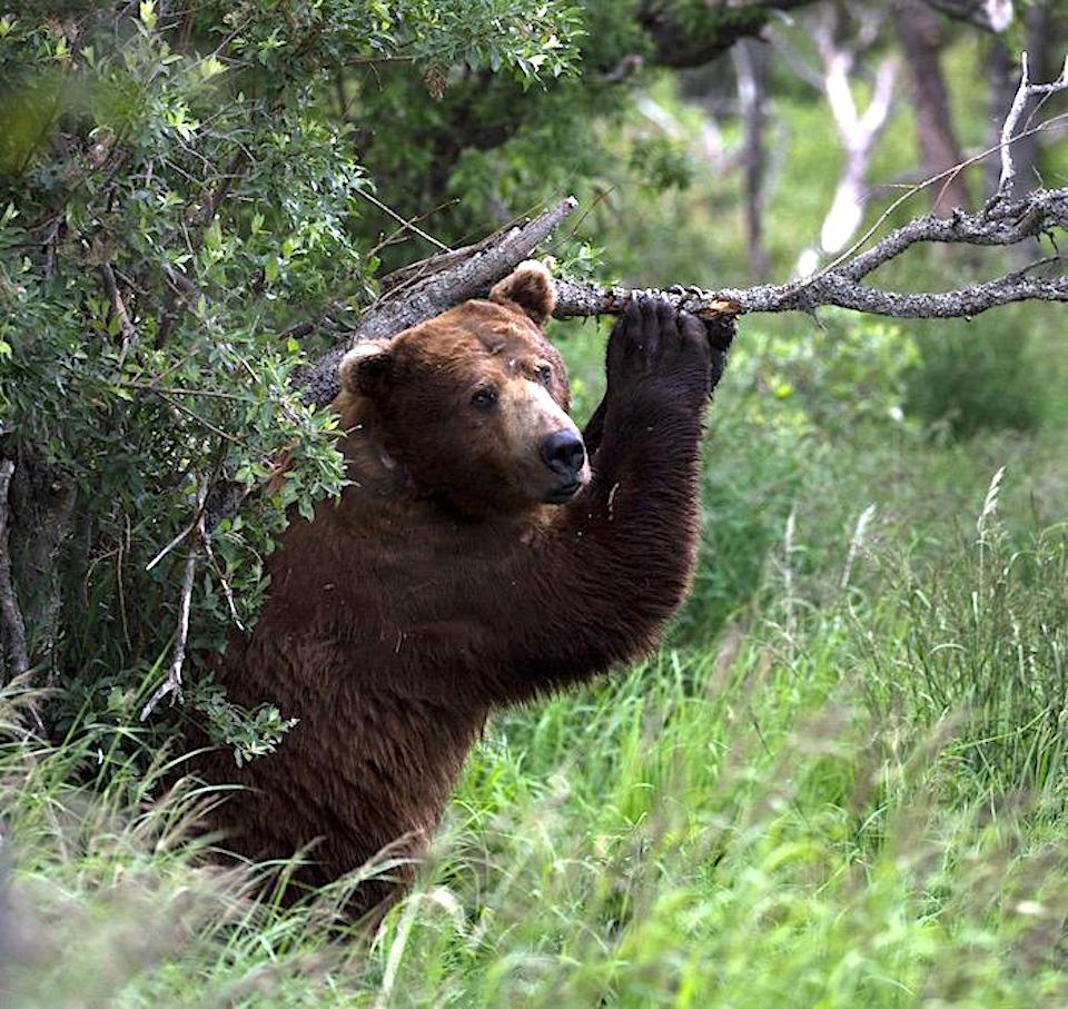 National Park Service forced to relax hunting regulations in national preserves in Alaska/NPS file
