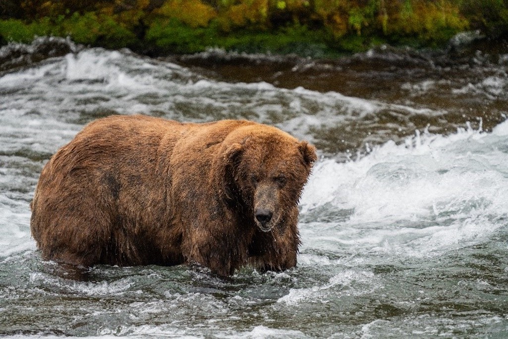 Fat Bear Week at Katmai National Park and Preserve kicks off October 4/NPS file Fat Bear Week at Katmai National Park and Preserve kicks off October 4/NPS file