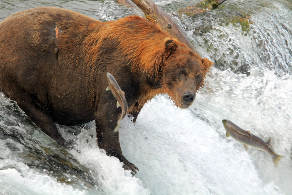 Fishing for salmon at Brooks River, Katmai National Park and Preserve/Barbara Moritsch