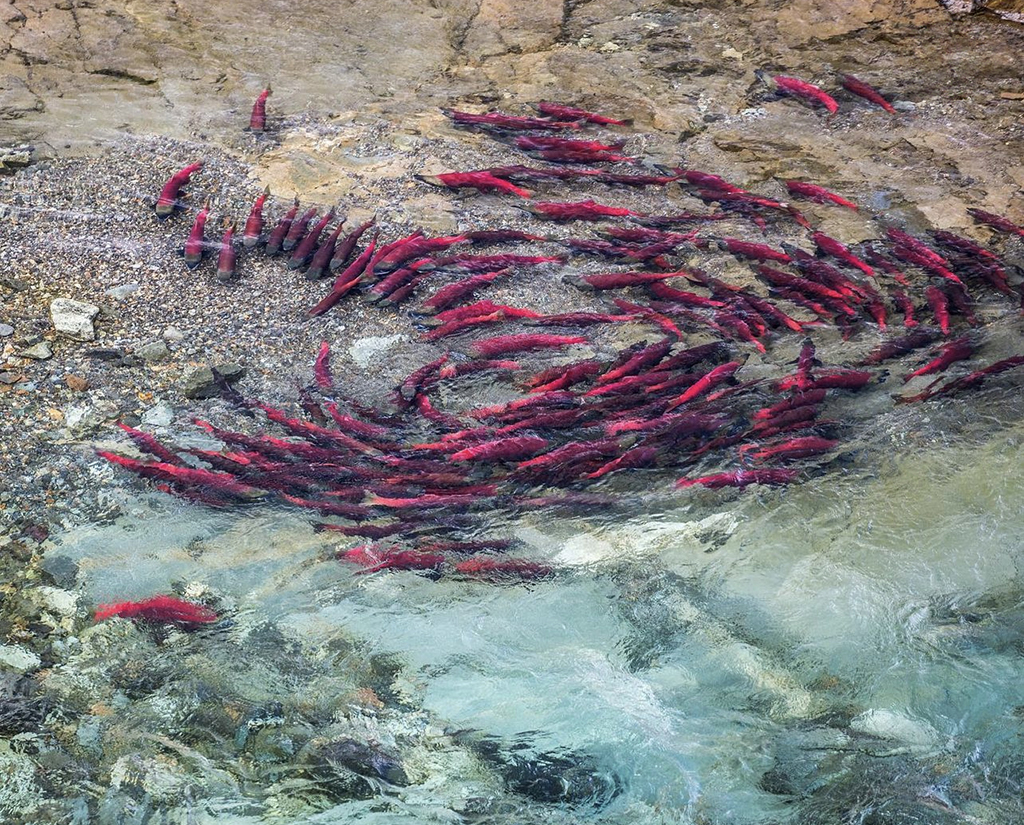 Salmon pool, Katmai National Park and Preserve / NPS - Russ Taylor