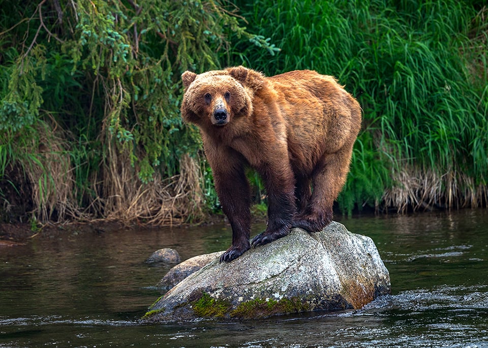 Just standing around, Katmai National Park & Preserve / Rebecca Latson Just standing around, Katmai National Park & Preserve / Rebecca Latson