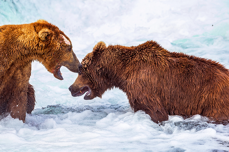 Sparring, or just playing? Katmai National Park and Preserve / Rebecca Latson