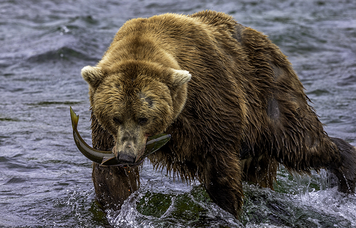 Caught one! Katmai National Park / Rebecca Latson Caught one! Katmai National Park / Rebecca Latson