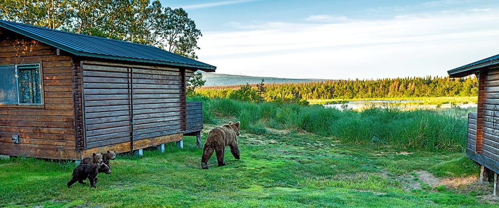 A morning surprise at Brooks Lodge, Katmai National Park and Preserve / Rebecca Latson A morning surprise at Brooks Lodge, Katmai National Park and Preserve / Rebecca Latson