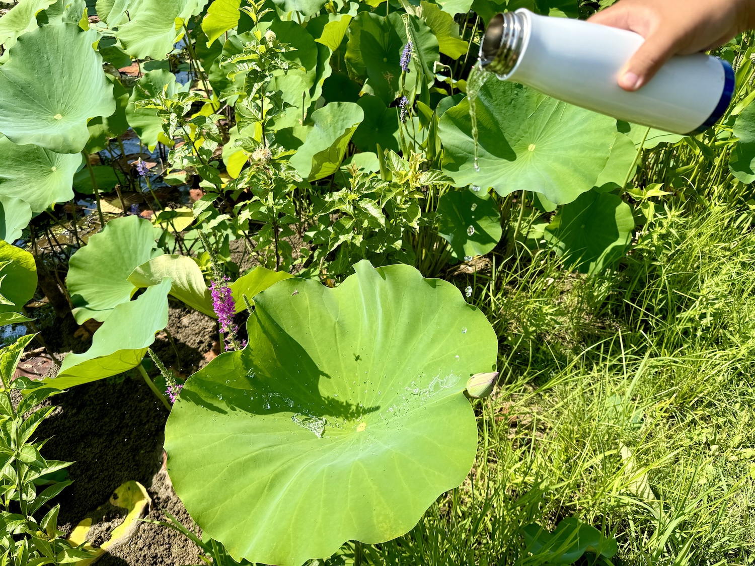Lotus leaves are hydrophobic and repel water. Lotus leaves are hydrophobic and repel water.