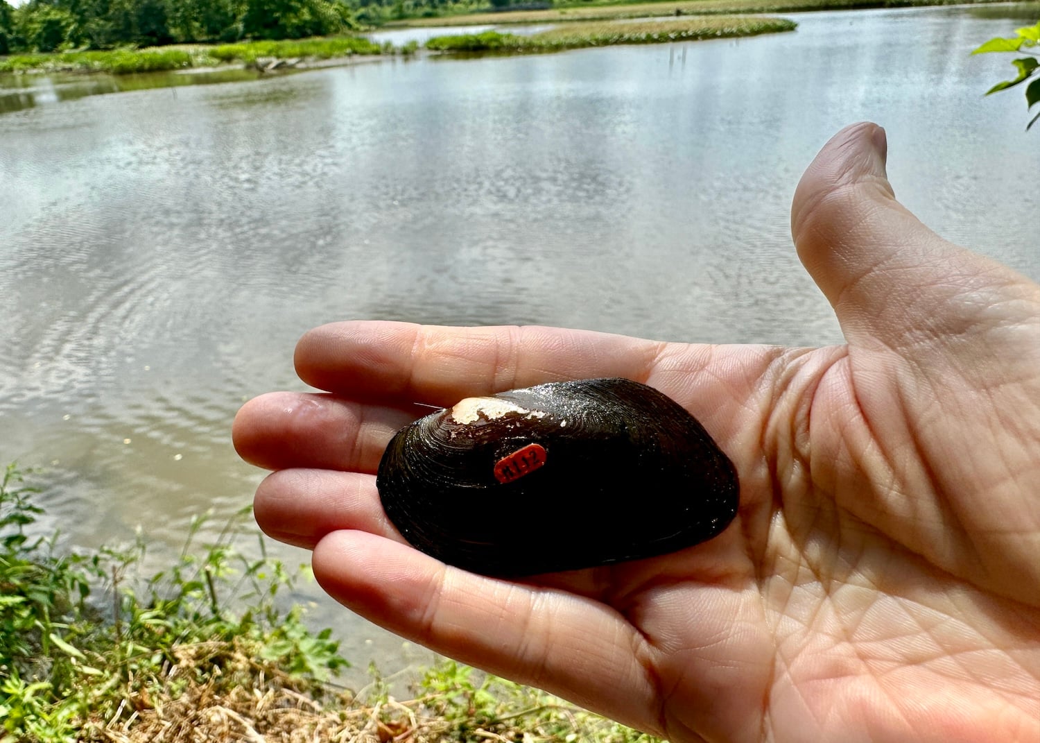 Getting ready to toss mussel M112 (an eastern elliptio) into Kenilworth Marsh. Getting ready to toss mussel M112 (an eastern elliptio) into Kenilworth Marsh.